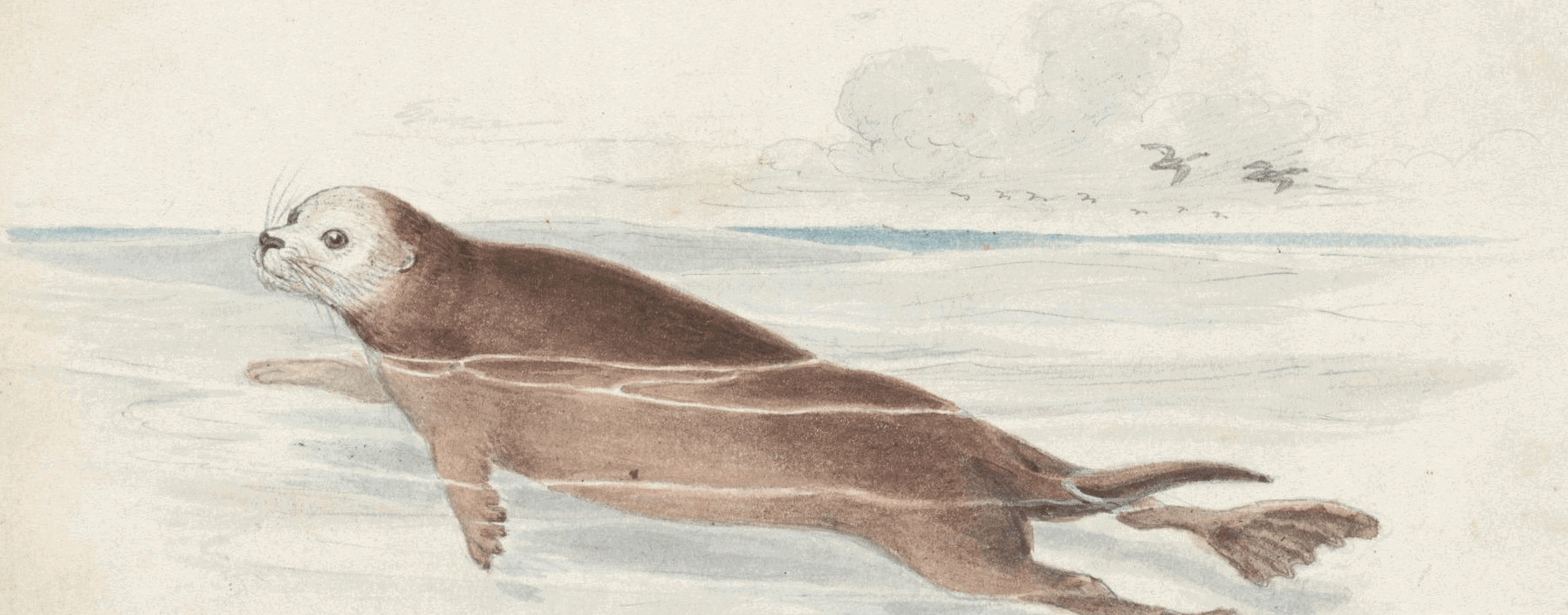 “The Sea Otter” by Charles, Hamilton Smith (circa 1837)